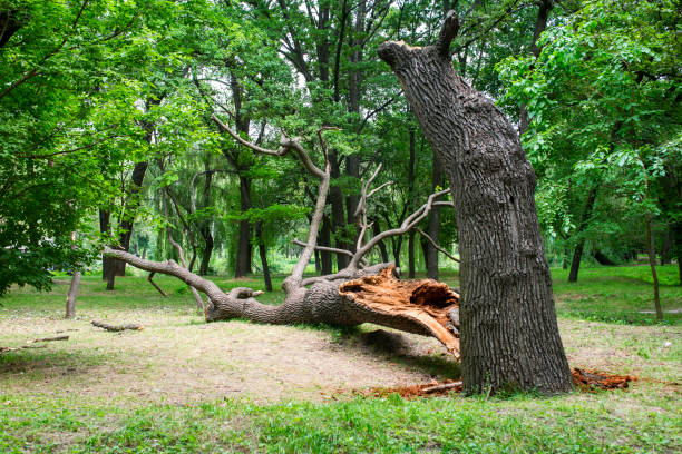 How Our Tree Care Process Works  in  Hacienda Heights, CA