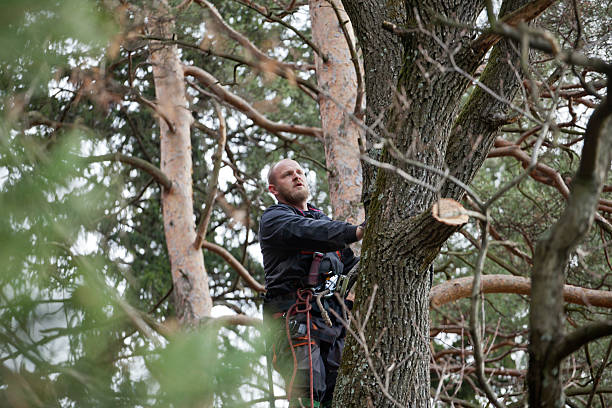 Tree and Shrub Care in Hacienda Heights, CA